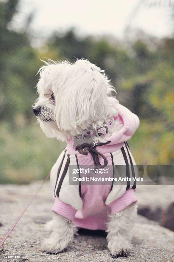 Dog in hoodie