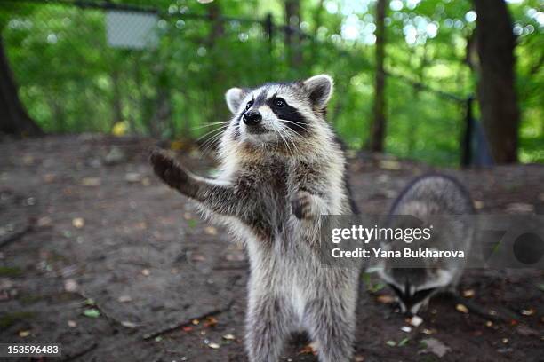 raccoon begging for food - bandit stock pictures, royalty-free photos & images