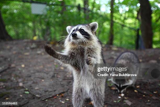 raccoon begging for food - racoon imagens e fotografias de stock