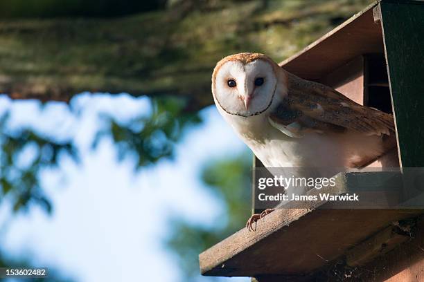 barn owl (young) in nest box (wild)  - owl photos et images de collection