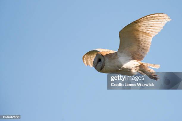 barn owl in flight (wild)  - barn owl stock-fotos und bilder