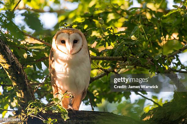 barn owl in oak tree (wild)  - barn owl fotografías e imágenes de stock