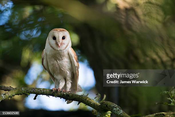 barn owl (young) in oak tree (wild)  - live oak stock pictures, royalty-free photos & images