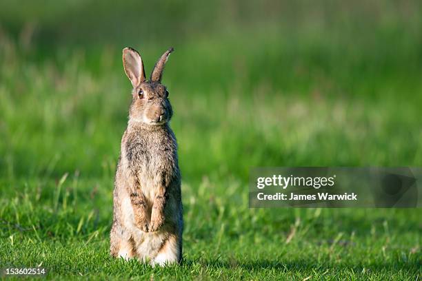 rabbit on alert - lagomorphs stock-fotos und bilder