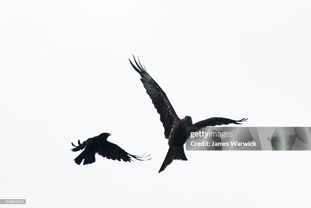 Carrion crow mobbing red kite