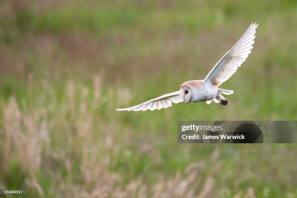 Owl In Flight Inlay Barn Owl In Flight High-Res Stock Photo - Getty Images