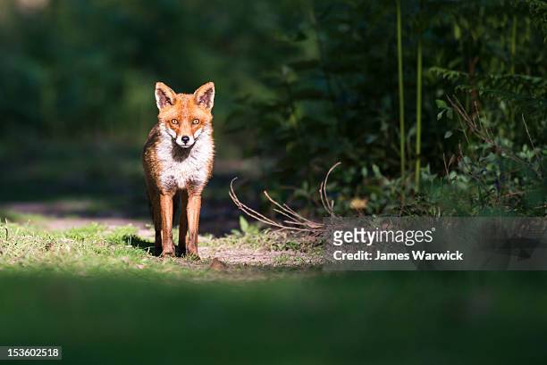red fox on forest track - volpe foto e immagini stock