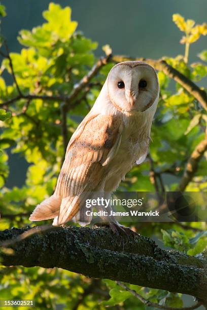 barn owl in oak tree (wild)  - barn owl fotografías e imágenes de stock
