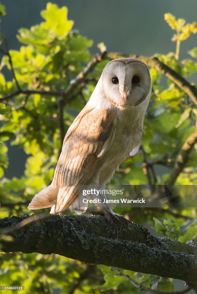 Barn owl in oak tree (wild) 