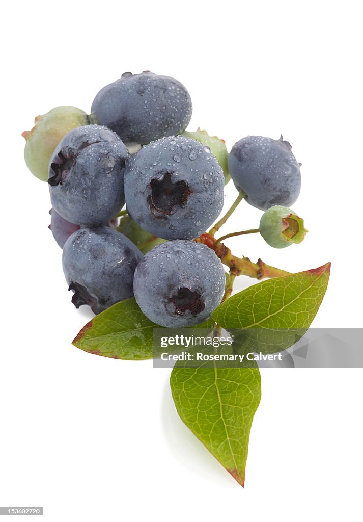 Blueberry Stage Ripe Blueberries In Different Stages Of Ripeness High-Res Stock Photo ...