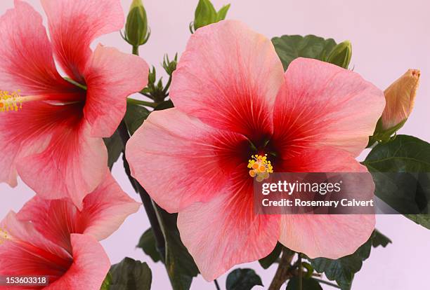 hibiscus flowers in shades of pink and red. - おしべ ストックフォトと画像