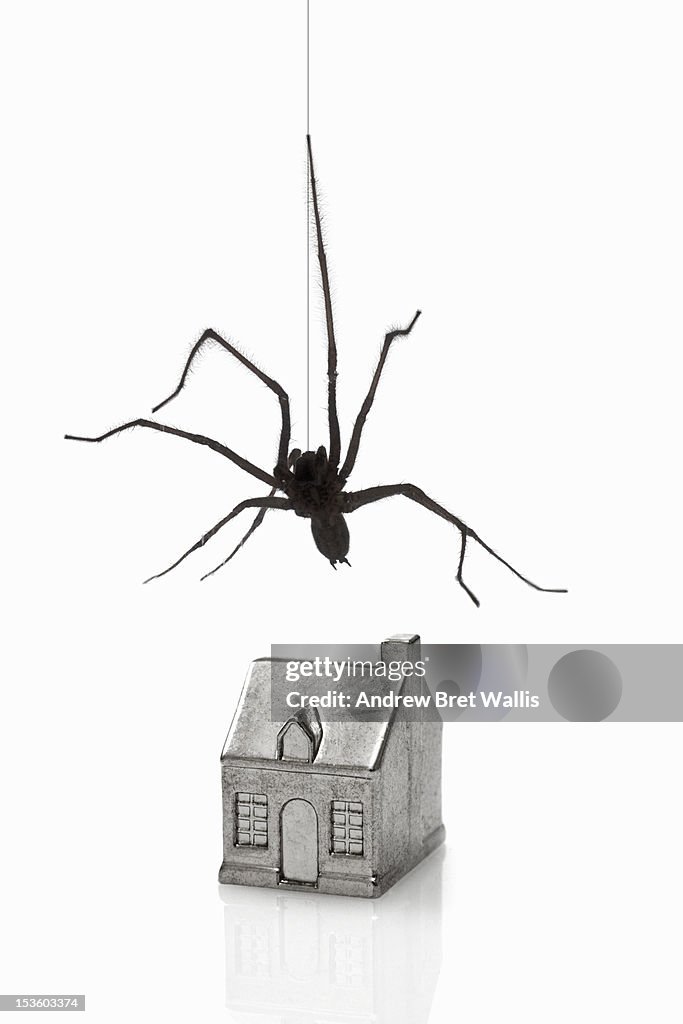 Common house spider suspended above a model house