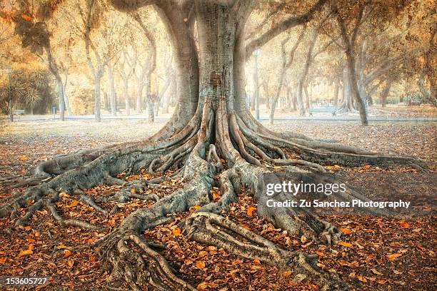 ancient tree - baum wurzel stock-fotos und bilder