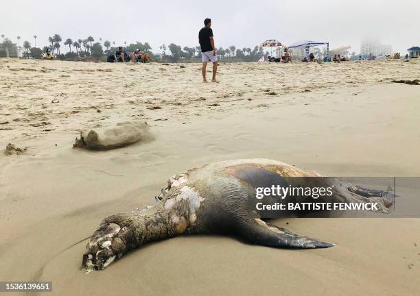 Beach-goer walks past a sea lion that washed up on the sand at Santa Monica Beach in Santa Monica, California, on July 16, 2023. Ventura County...