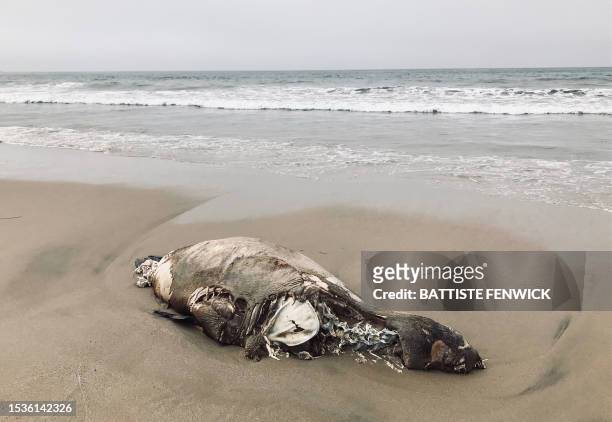 Sea lion is washed up on the sand at Santa Monica Beach in Santa Monica, California, on July 16, 2023. Ventura County stranding coordinator for the...
