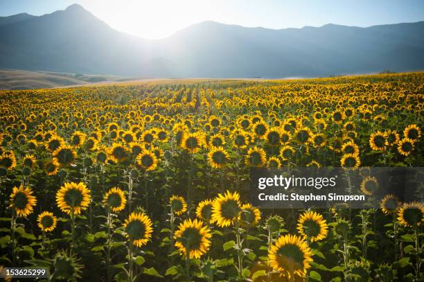 summer sunrise over sunflower field - bozeman stock pictures, royalty-free photos & images