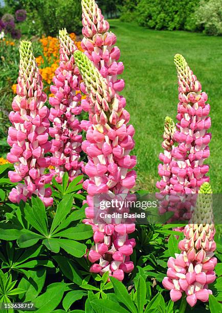 pink lupins - erysimum cheiri stock pictures, royalty-free photos & images
