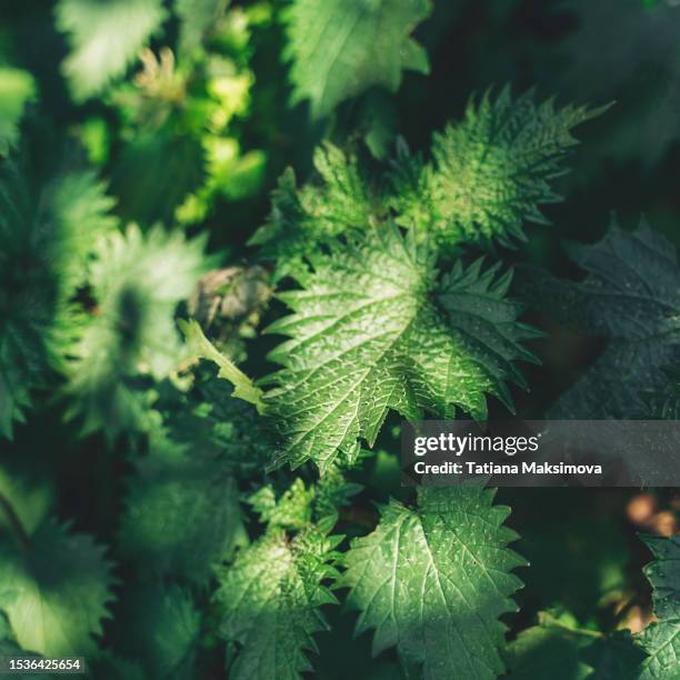 Spring Nettle 916 Spring Nettles Stock Photos, High-Res Pictures, and Images - Getty ...