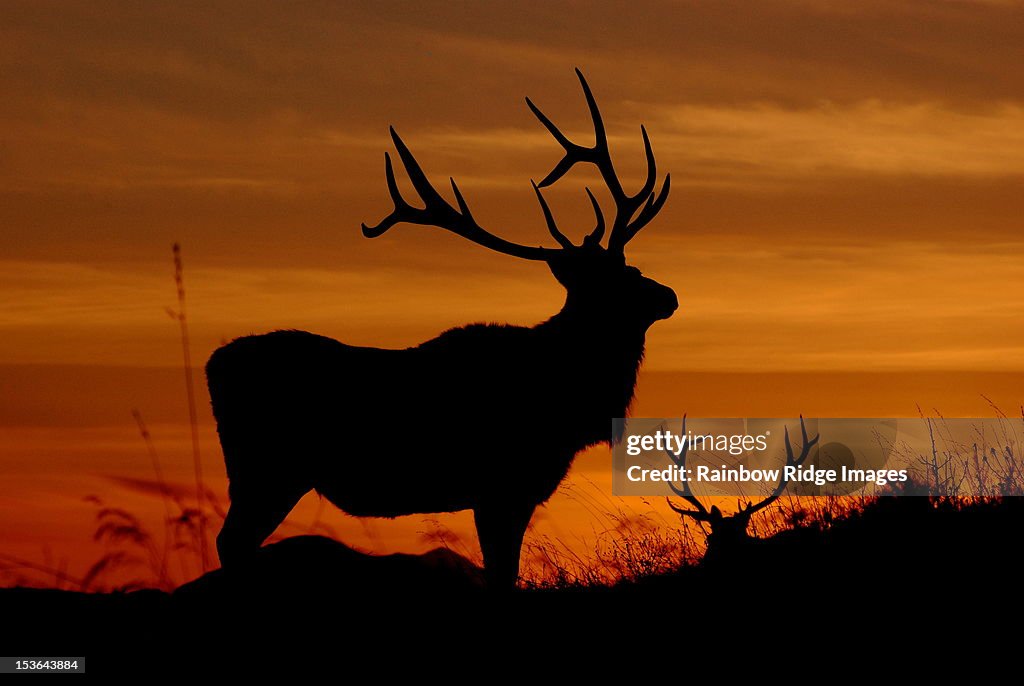 Bull Elk