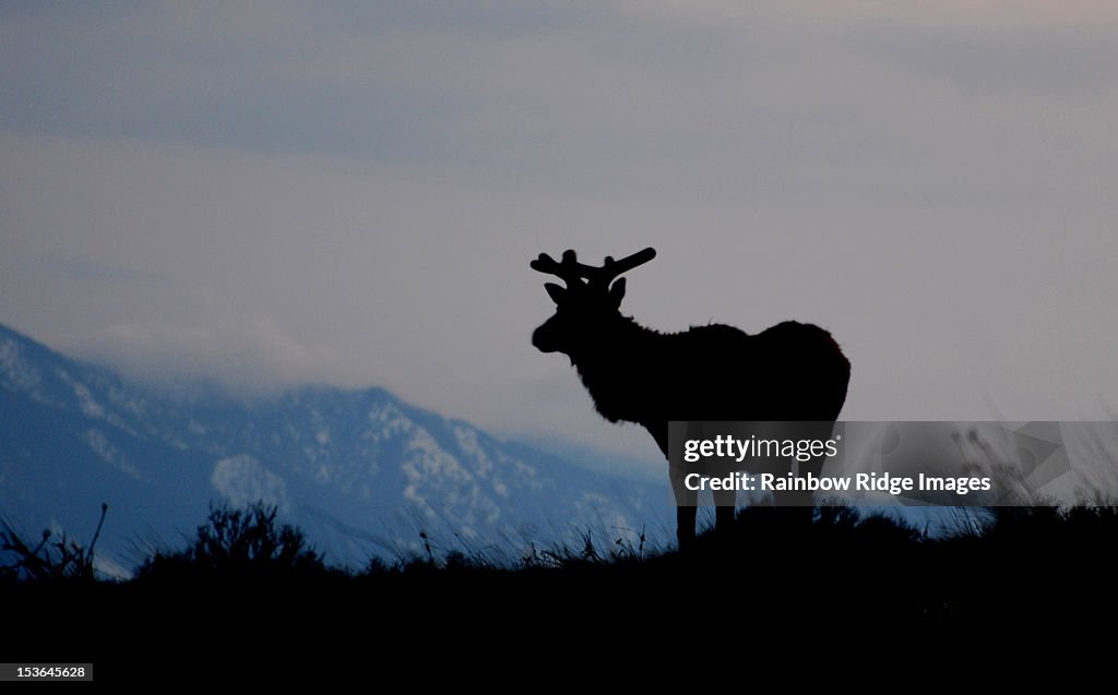 Bull Elk