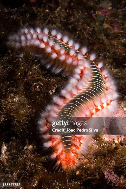 Fireworm Larvae Fireworm Photos and Premium High Res Pictures - Getty Images