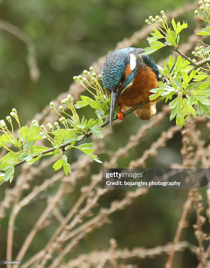 Kingfisher perched in tree looking down
