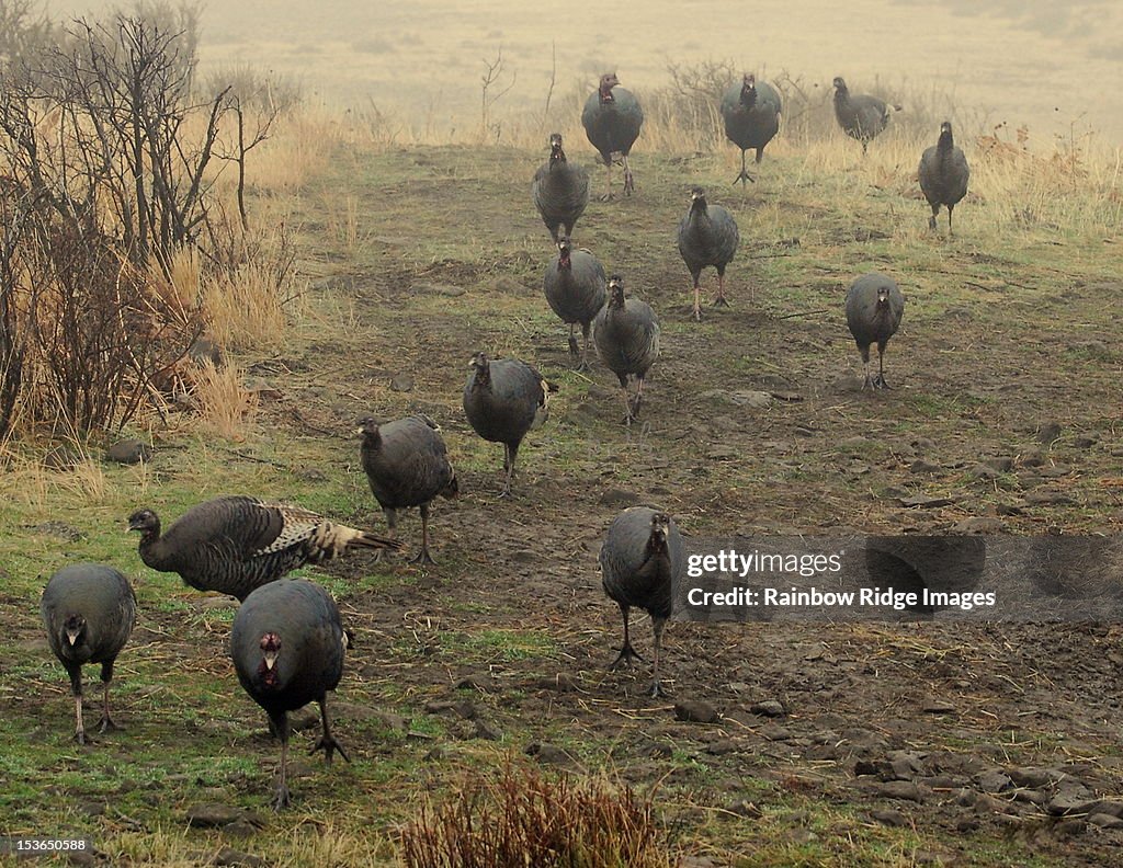Merriam turkeys