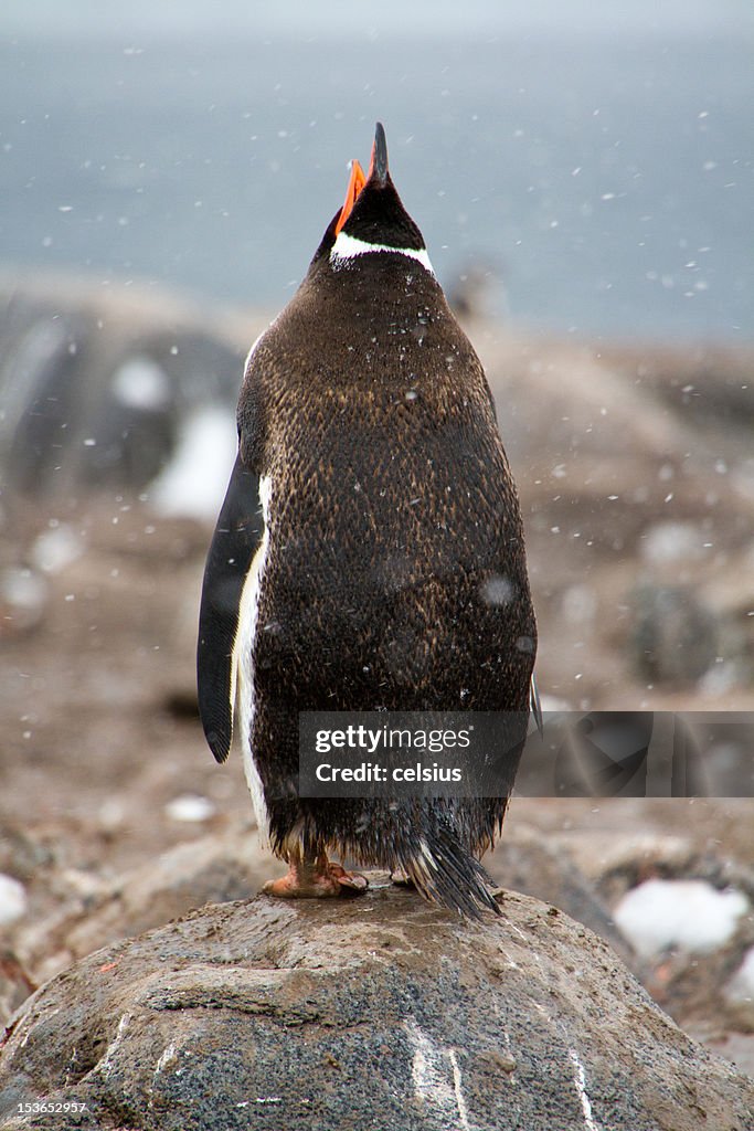 Gentoo Penguin