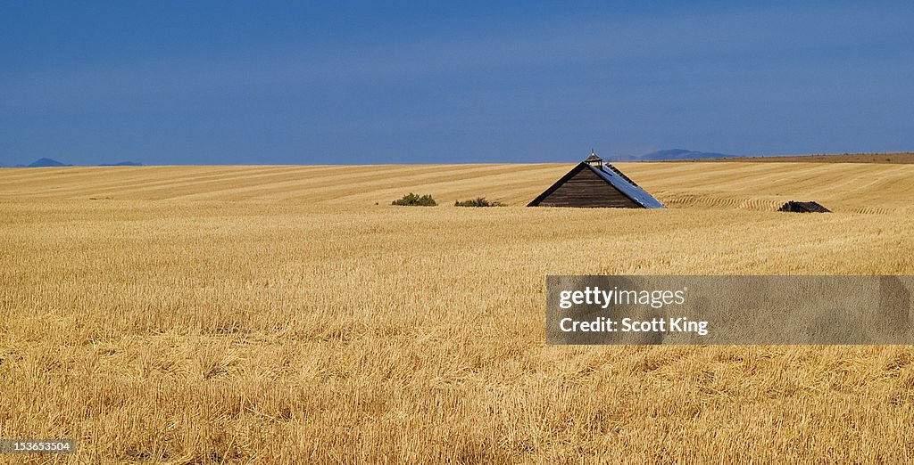 Wheat fields