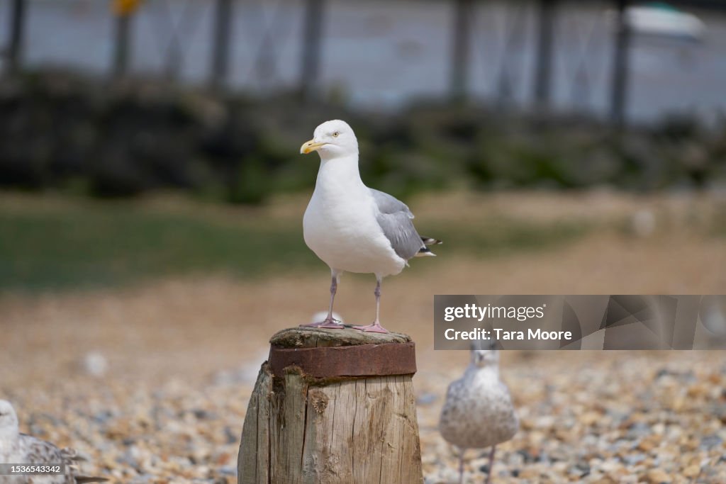 Seagull on the beach