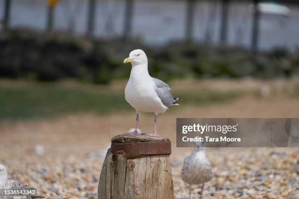 seagull on the beach - seagull stock pictures, royalty-free photos & images