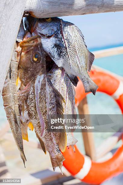 Catch of the day - fresh fish from the carribean sea on June 15, 2012 in Cat Island, The Bahamas.