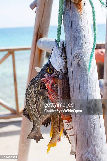 Catch of the day - fresh fish from the carribean sea on June 15, 2012 in Cat Island, The Bahamas.