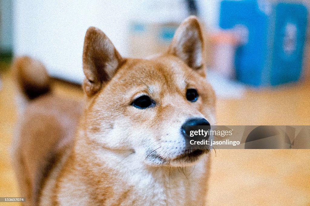 Shiba Inu