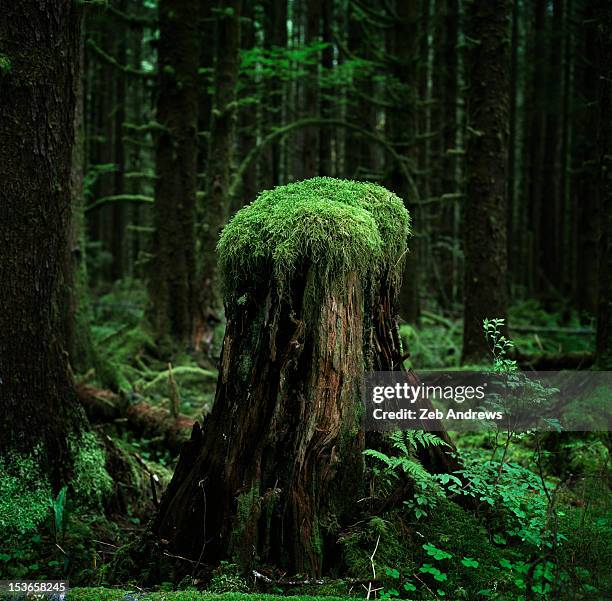 mossy stump - muschio foto e immagini stock