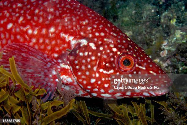 Ballan Rass 34 Ballan Wrasse Stock Photos, High-Res Pictures, and Images - Getty Images