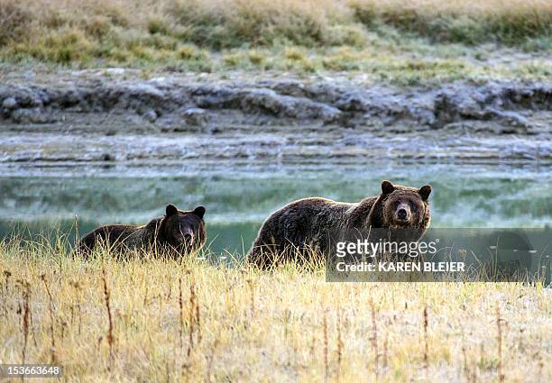 Grizzly bear mother and her cub walk near Pelican Creek October 8, 2012 in the Yellowstone National Park in Wyoming.Yellowstone National Park is...