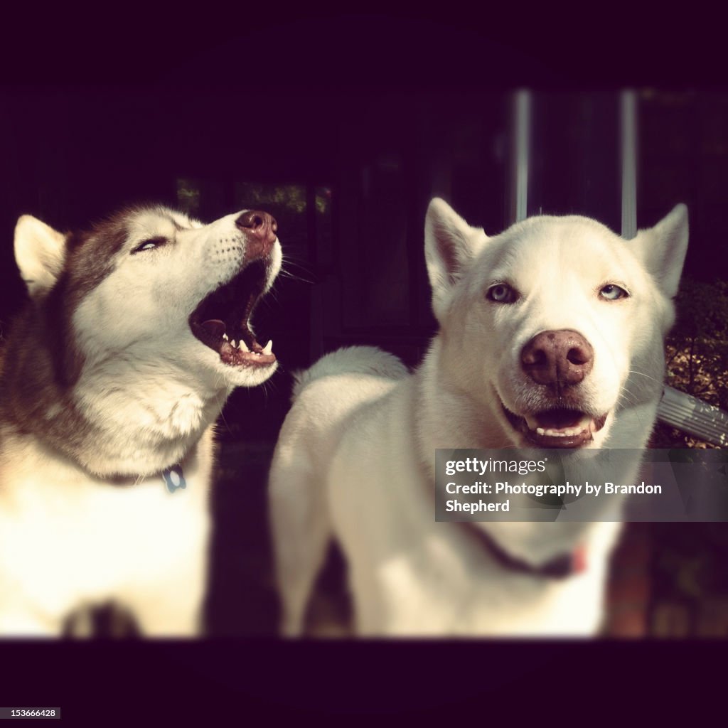 Husky dogs