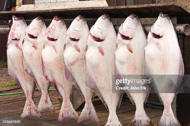 freshly caught fish - homer alaska stock-fotos und bilder