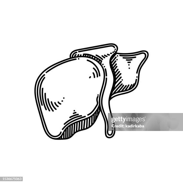 liver line icon, sketch design, pixel perfect, editable stroke. logo, sign, symbol. human organs - brain cancer stock illustrations