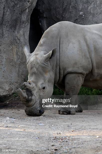 Rhinoceros, at the Indianapolis Zoo, in Indianapolis, Indiana on SEPTEMBER 29, 2012.