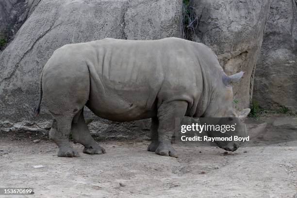 Rhinoceros, at the Indianapolis Zoo, in Indianapolis, Indiana on SEPTEMBER 29, 2012.