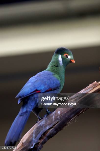White-Cheeked Turaco, at the Indianapolis Zoo, in Indianapolis, Indiana on SEPTEMBER 29, 2012.