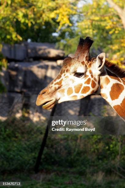 Giraffe, at the Indianapolis Zoo, in Indianapolis, Indiana on SEPTEMBER 29, 2012.