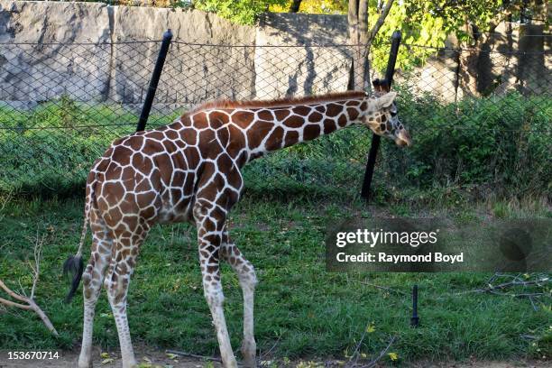 Giraffe, at the Indianapolis Zoo, in Indianapolis, Indiana on SEPTEMBER 29, 2012.