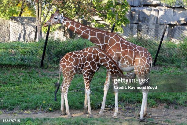 Baby Giraffe nurses, at the Indianapolis Zoo, in Indianapolis, Indiana on SEPTEMBER 29, 2012.