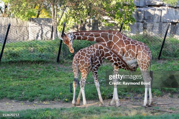 Baby Giraffe nurses, at the Indianapolis Zoo, in Indianapolis, Indiana on SEPTEMBER 29, 2012.