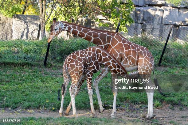 Baby Giraffe nurses, at the Indianapolis Zoo, in Indianapolis, Indiana on SEPTEMBER 29, 2012.