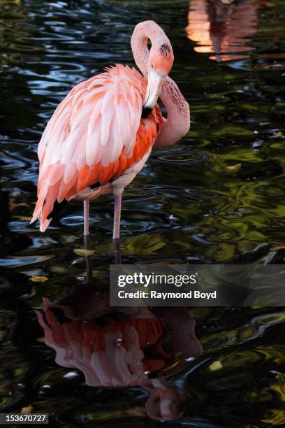 Flamingo's, flock at the Indianapolis Zoo, in Indianapolis, Indiana on SEPTEMBER 29, 2012.