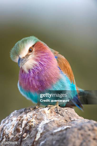 close-up of a lilac breasted roller (coracias caudatus) - purple lilac stock pictures, royalty-free photos & images